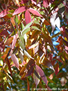 Fraxinus angustifolia 'Raywood' (feuilles)