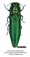 agrilus planipennis