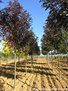 Fraxinus angustifolia 'Raywood'