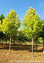 Fraxinus excelsior 'Jaspidea'