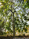 Fraxinus excelsior 'Pendula'