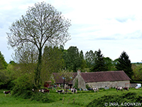 Frêne du bocage normand