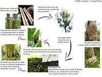 Cycle biologique d'Hymenoscyphus fraxineus, le champignon responsable de la chalarose du frêne