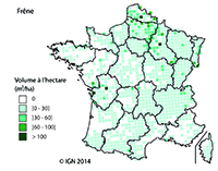 Présence du frêne en France