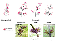 Inflorescences de frêne commun et de frêne oxyphylle