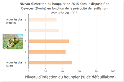 Relation entre chalarose et précocité de débourrement