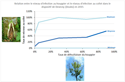 Relation entre symptômes au houppier et symptômes au collet