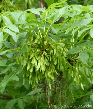 Feuilles de frêne